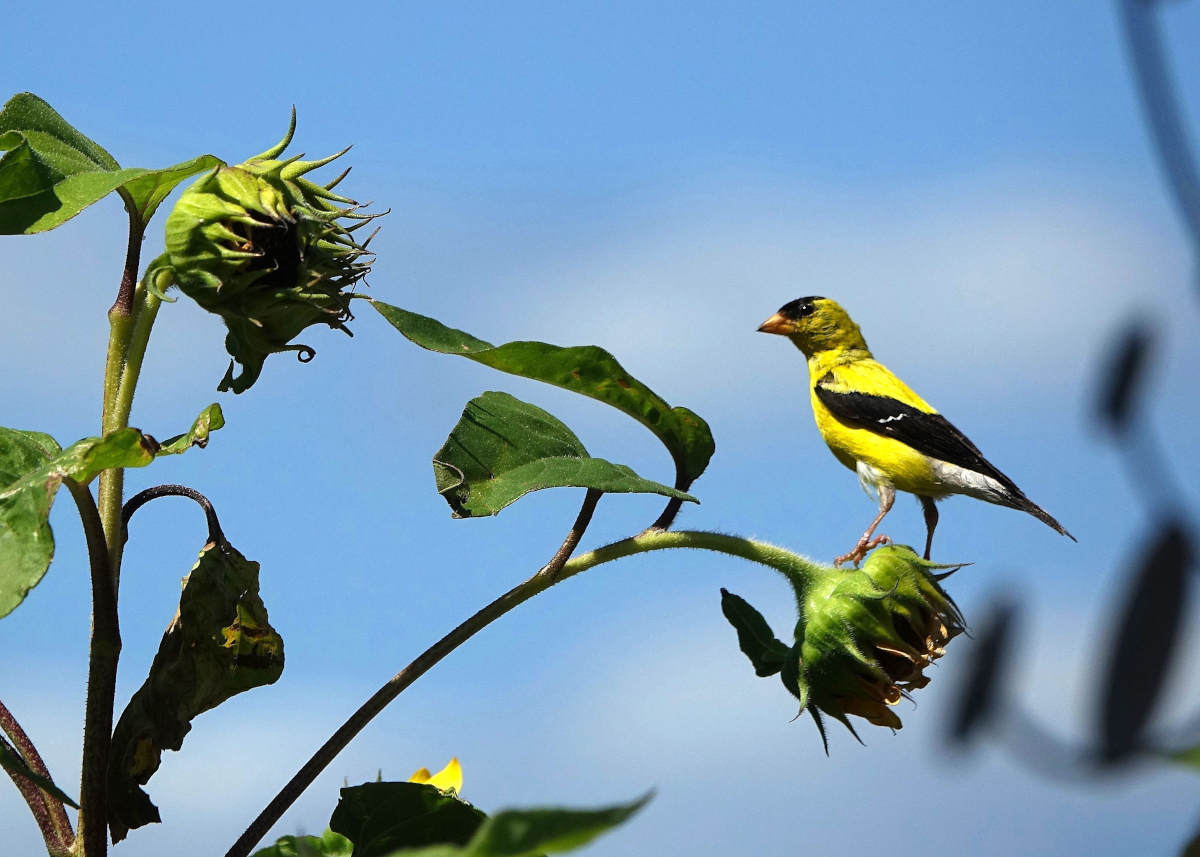Birds
