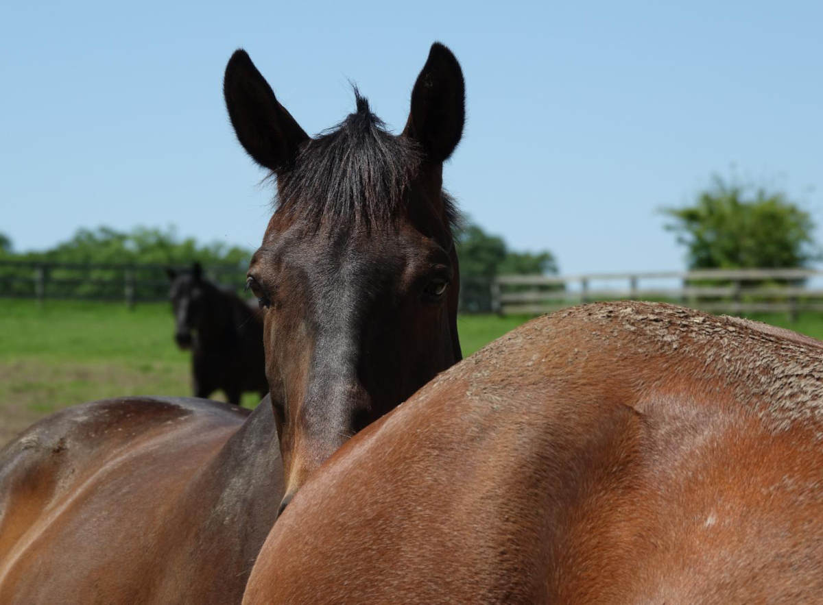 Millgate Equestrian